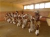 Traditions du Mozambqiue - 