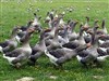 Visite guidée : grasses matinées | Par Pays d'Oc - 