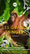 Wild Immersion : Expérience immersive en réalité virtuelle au coeur de la faune sauvage | Les Grands Singes - 