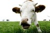 La vie l'amour les vaches - 