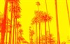 Un road trip halluciné en Californie - 