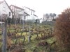 Visite d'une vigne, rencontre avec un vigneron passionné & dégustation - 