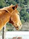 Balade à cheval - Autour des vignes - 