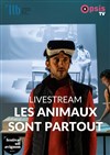 Les animaux sont partout : en Live Streaming - 